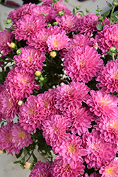 Ditto Pink Chrysanthemum (Chrysanthemum 'Ditto Pink') at Stonegate Gardens