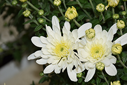 Fonti White Chrysanthemum (Chrysanthemum 'Fonti White') at Stonegate Gardens