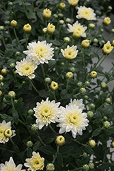 Padre White Chrysanthemum (Chrysanthemum 'Padre White') at Stonegate Gardens