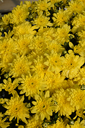 Homerun Yellow Chrysanthemum (Chrysanthemum 'Homerun Yellow') at Stonegate Gardens