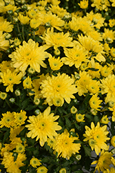 Fonti Yellow Chrysanthemum (Chrysanthemum 'Fonti Yellow') at Stonegate Gardens