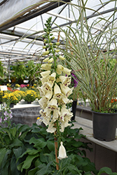 Foxy Cream Foxglove (Digitalis purpurea 'Foxy Cream') at Lakeshore Garden Centres