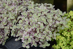 Pink Lady Creeping Inchplant (Callisia repens 'Pink Lady') at Lakeshore Garden Centres