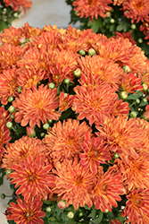 Tiger Eyes Chrysanthemum (Chrysanthemum 'Tiger Eyes') at Stonegate Gardens