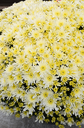 Starburst White Chrysanthemum (Chrysanthemum 'Zanmustarbu') at Lakeshore Garden Centres