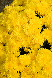 Allegra Yellow Chrysanthemum (Chrysanthemum 'Allegra Yellow') at Stonegate Gardens