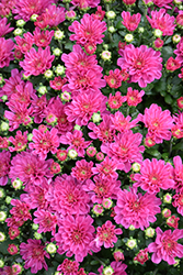 Ditto Dark Pink Chrysanthemum (Chrysanthemum 'Ditto Dark Pink') at Stonegate Gardens