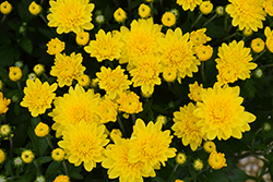 Goldcrest Yellow Chrysanthemum (Chrysanthemum 'GOLD CREST') at Stonegate Gardens