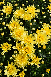 Wonder Yellow Chrysanthemum (Chrysanthemum 'Wonder Yellow') at Stonegate Gardens