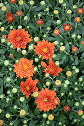 Orange Zest Chrysanthemum (Chrysanthemum 'Orange Zest') at Stonegate Gardens