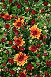 Fire Halo Orange Chrysanthemum (Chrysanthemum 'Fire Halo Orange') at Stonegate Gardens