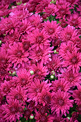 Poppin Purple Chrysanthemum (Chrysanthemum 'Poppin Purple') at Stonegate Gardens