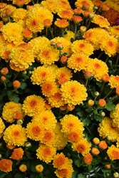 Cheryl Golden Chrysanthemum (Chrysanthemum 'Cheryl Golden') at Stonegate Gardens
