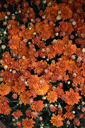 Ursula Jazzy Coral Chrysanthemum (Chrysanthemum 'Ursula Jazzy Coral') at Lakeshore Garden Centres