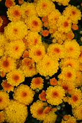 Gigi Gold Chrysanthemum (Chrysanthemum 'Gigi Gold') at Stonegate Gardens