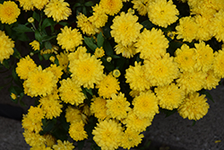 Gigi Yellow Chrysanthemum (Chrysanthemum 'Gigi Yellow') at Stonegate Gardens
