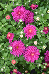 Debbie Hot Pink Chrysanthemum (Chrysanthemum 'Debbie Hot Pink') at Stonegate Gardens