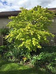 Orange Dream Japanese Maple (Acer palmatum 'Orange Dream') at A Very Successful Garden Center