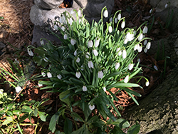 Pleated Snowdrop (Galanthus plicatus) at Lakeshore Garden Centres