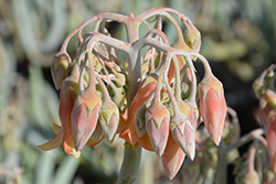 Flavida Finger Aloe (Cotyledon orbiculata 'Flavida') at Stonegate Gardens