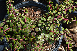 Trailing Elephant Food (Portulacaria afra 'Prostrate Form') at Lakeshore Garden Centres