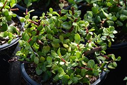 Skyscraper Elephant Food (Portulacaria afra 'Skyscraper') at Lakeshore Garden Centres