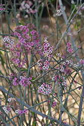 Baja Spurge (Euphorbia xanti) at Lakeshore Garden Centres