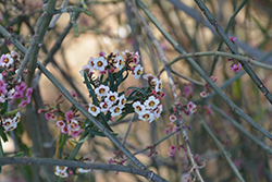 Baja Spurge (Euphorbia xanti) at Lakeshore Garden Centres