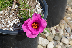 Cerise Portulaca (Portulaca grandiflora 'Cerise') at Lakeshore Garden Centres