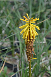 Malibu Yellow Torchlily (Kniphofia uvaria 'Malibu Yellow') at Lakeshore Garden Centres