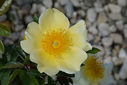 Mermaid Climbing Rose (Rosa 'Mermaid') at Lakeshore Garden Centres