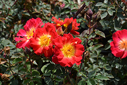 Ralph's Creeper Rose (Rosa 'Ralph's Creeper') at Stonegate Gardens