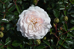 Sea Foam Rose (Rosa 'Sea Foam') at Stonegate Gardens