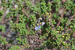 Vandenberg California Lilac (Ceanothus impressus 'Vandenberg') at Stonegate Gardens