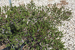 Vandenberg California Lilac (Ceanothus impressus 'Vandenberg') at Stonegate Gardens