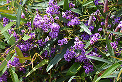 Canoelands Purple Vine Lilac (Hardenbergia violacea 'Canoelands') at Stonegate Gardens