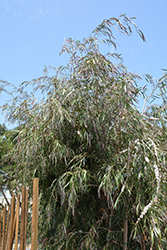 Burgundy Peppermint Willow (Agonis flexuosa 'Burgundy') at Stonegate Gardens