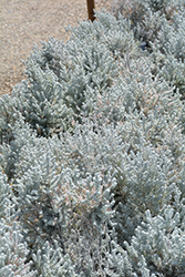 Pearl Bluebush (Maireana sedifolia) at Lakeshore Garden Centres