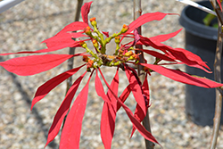 St. Louis Red Garden Poinsettia (Euphorbia pulcherrima 'St. Louis Red') at Lakeshore Garden Centres