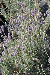 Gray Leaved French Lavender (Lavandula dentata var. candicans) at Stonegate Gardens