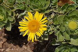 Canary Island Daisy (Asteriscus sericeus) at Wallitsch Nursery And Garden Center