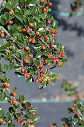 Ladder Leaf Cotoneaster (Cotoneaster 'Ladder Leaf') at Stonegate Gardens