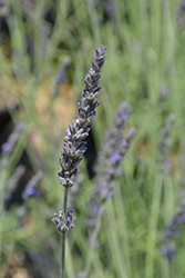 Sweet Lavender (Lavandula x heterophylla) at Stonegate Gardens