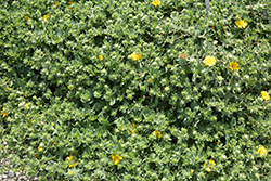 Ray's Carpet Coastal Gum Plant (Grindelia stricta var. platyphylla 'Ray's Carpet') at Lakeshore Garden Centres