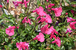 Berzerkeley Sage (Salvia microphylla 'Berzerkeley') at Stonegate Gardens