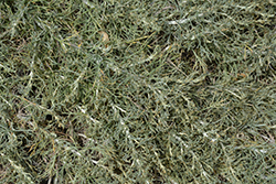 Canyon Gray California Sagebrush (Artemisia californica 'Canyon Gray') at Stonegate Gardens