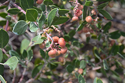 Franciscan Manzanita (Arctostaphylos hookeri ssp. franciscana) at Lakeshore Garden Centres