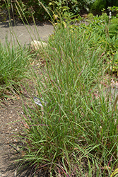Cane Bluestem (Bothriochloa barbinodis) at Lakeshore Garden Centres