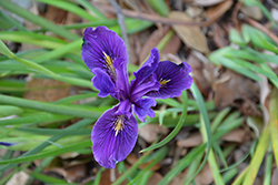 Beachhead Iris (Iris setosa) at Stonegate Gardens
