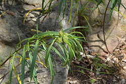 Narrowleaf Milkweed (Asclepias fascicularis) at Lakeshore Garden Centres